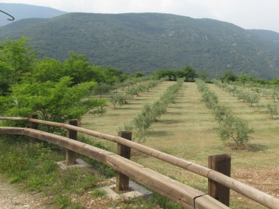 Olive grove 