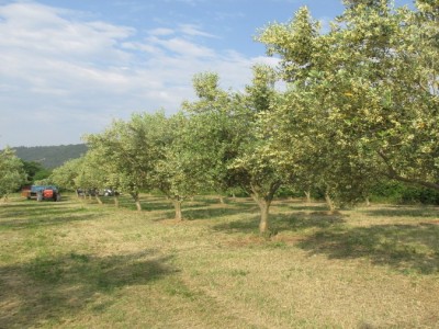 Olive grove 